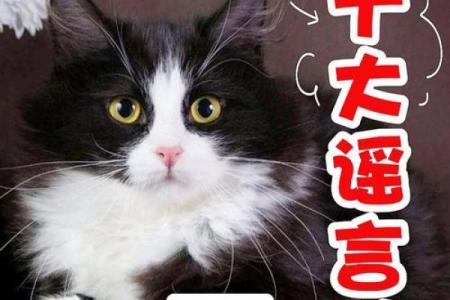 猫为什么有九条命而狗没有？探秘动物神话与真实生存技巧