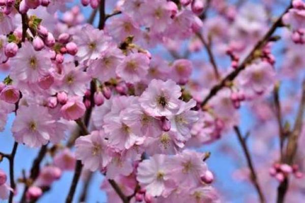 命带四桃花:揭示你命中的爱情运势与桃花缘分 命带四桃花:揭示你命中的爱情运势与桃花缘分