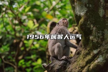 农历四月二十五出生的属猴人，命运解析与人生启示