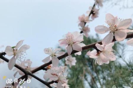 无惧风雨，唯有蜜蜂的坚定旅程