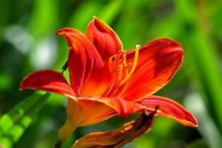 命带四桃花：揭示你命中的爱情运势与桃花缘分