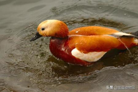 狸猫命到底是什么命？探秘狸猫的命理与象征意义