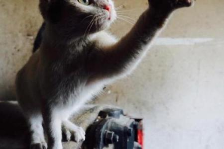 揭开谜底：九条命的猫，你知道是什么品种吗？