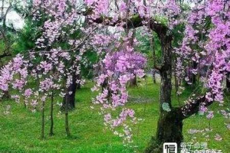 男命桃花带合的深意与解读：为何桃花运如影随形？