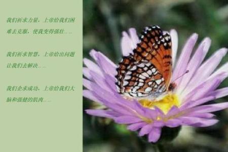 探索命书：流魏晨的命运解读与人生启示