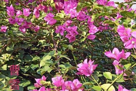 探秘女命天干癸水：温润如春的生命力量
