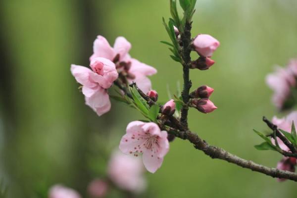 女命时柱外桃花解析:情感风云中的秘密与挑战 女命时柱外桃花解析:情感风云中的秘密与挑战