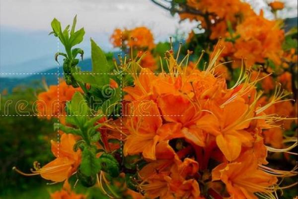 探索女生百花之命:花开花落,自有天命之美 探索女生百花之命:花开花落,自有天命之美