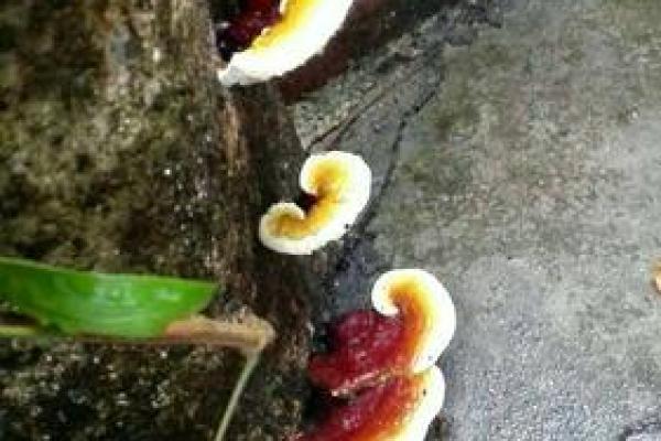 龙眼木命与其他命理的相克关系探讨