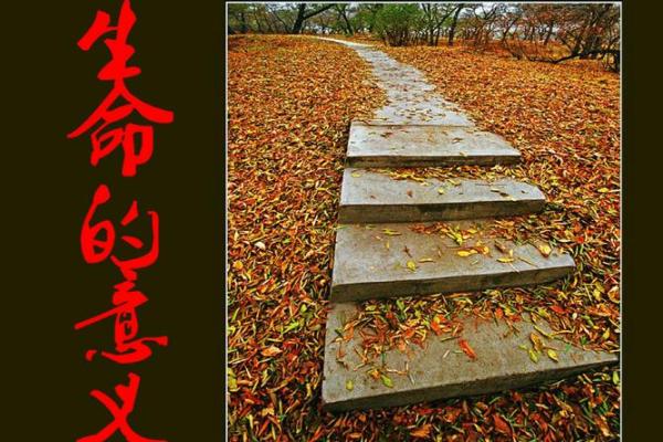 生命的意义:没有命何谈追求与实现 生命的意义:没有命何谈追求与实现
