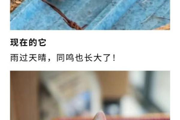 猫咪受伤:它们为何牵动人类的心? 猫咪受伤:它们为何牵动人类的心?