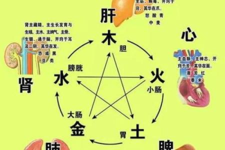 命带食神，解读五行中的食神概念与人生运势的奥秘
