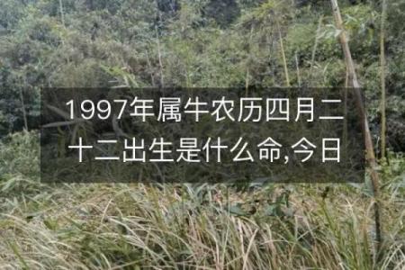 揭秘：农历7月初八属牛人的命运与性格分析