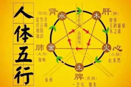 木命与金命的最佳搭配：和谐共生的命理之道
