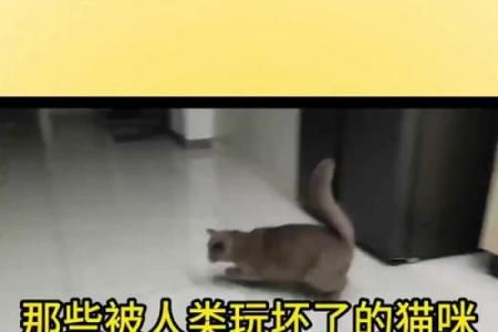 猫咪受伤：它们为何牵动人类的心？