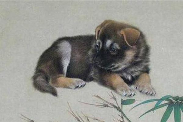 六十多岁狗的命格解析:智慧与温暖的象征 六十多岁狗的命格解析:智慧与温暖的象征