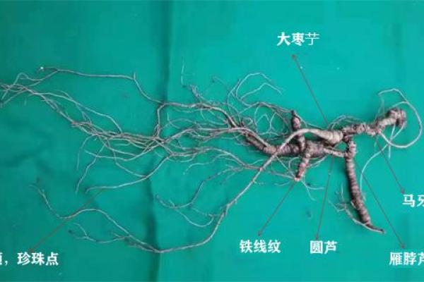 探秘决明子的土命:自然界的神奇草本力量 探秘决明子的土命:自然界的神奇草本力量