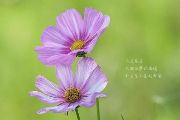 探索九月六号出生女孩的命运与特征,揭示她们的独特人生轨迹 探索九月六号出生女孩的命运与特征,揭示她们的独特人生轨迹