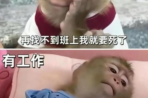 命大有两条命的深刻寓意:人生的挑战与机遇 命大有两条命的深刻寓意:人生的挑战与机遇