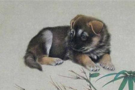 六十多岁狗的命格解析：智慧与温暖的象征