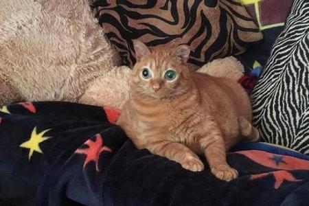 猫多命：探寻猫咪身上的神秘与魅力