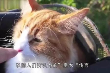 猫为什么有九条命？探寻猫咪的神秘与聪明之处！