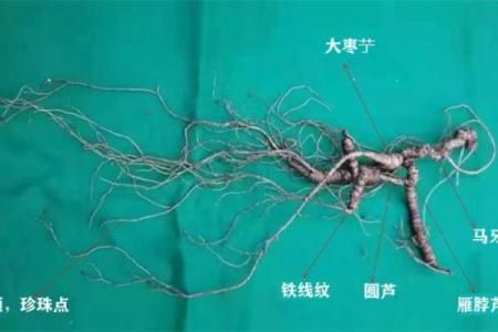 探秘决明子的土命：自然界的神奇草本力量