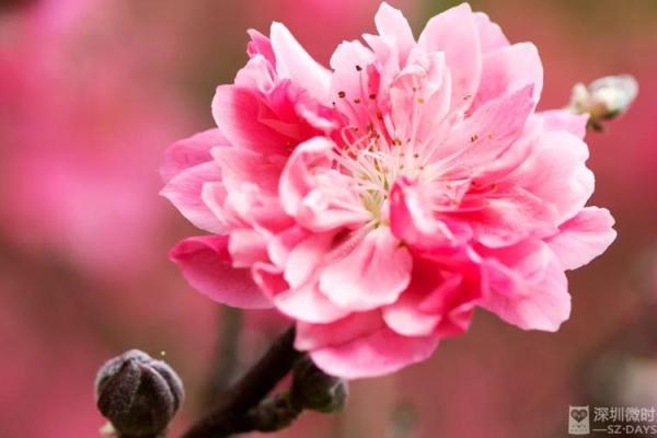 命带红艳桃花的人适合哪些行业?解读桃花运背后的职场潜力 命带红艳桃花的人适合哪些行业?解读桃花运背后的职场潜力