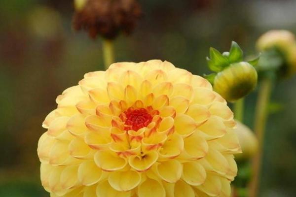 命带红艳桃花的人适合哪些行业?解读桃花运背后的职场潜力 命带红艳桃花的人适合哪些行业?解读桃花运背后的职场潜力