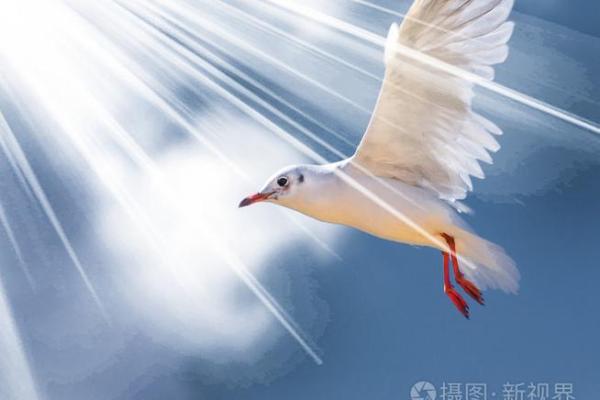 命命鸟:绝望的爱与飞翔的选择 命命鸟:绝望的爱与飞翔的选择