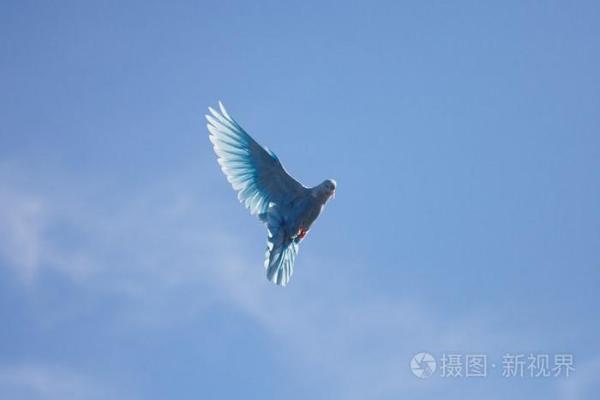 命命鸟:绝望的爱与飞翔的选择 命命鸟:绝望的爱与飞翔的选择