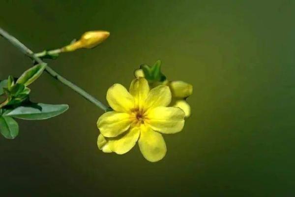 梅香之命:在命运的香气中绽放人生的芬芳 梅香之命:在命运的香气中绽放人生的芬芳
