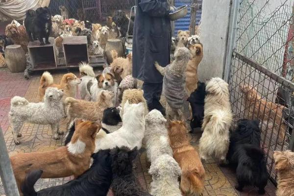 猫狗的生命意义:我们如何理解它们的命运与陪伴 猫狗的生命意义:我们如何理解它们的命运与陪伴