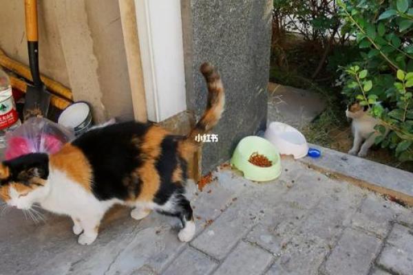 猫咪的七条命:探讨猫咪背后的神秘寓意与文化意义 猫咪的七条命:探讨猫咪背后的神秘寓意与文化意义