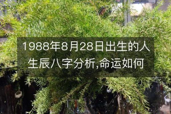 探寻农历七月出生者的命运与性格特征 探寻农历七月出生者的命运与性格特征