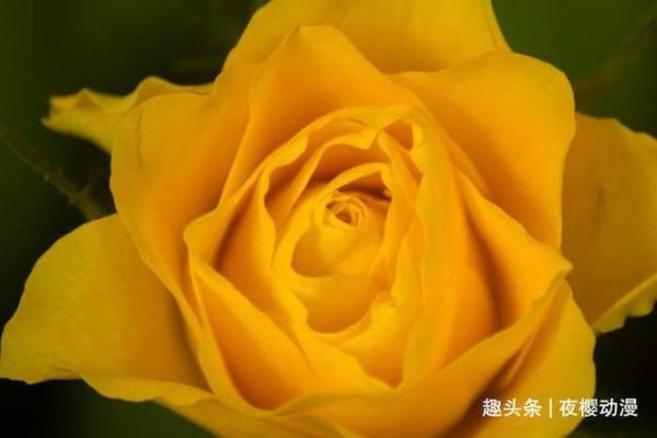 流年印星旺:助力事业与人生的吉祥秘钥 流年印星旺:助力事业与人生的吉祥秘钥
