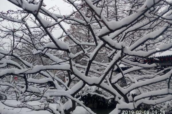林芊雪:在自然中绽放的生命之花,诗意与坚韧交织的故事 林芊雪:在自然中绽放的生命之花,诗意与坚韧交织的故事