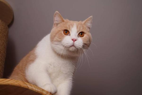 猫咪的九条命:神秘的传说与生命的哲学 猫咪的九条命:神秘的传说与生命的哲学