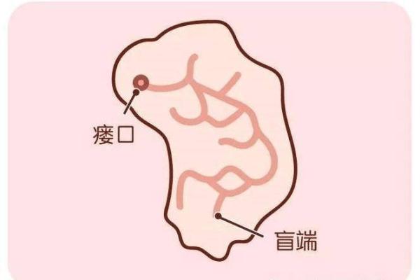 男人有耳仓是什么命?解密耳仓的命理与影响 男人有耳仓是什么命?解密耳仓的命理与影响