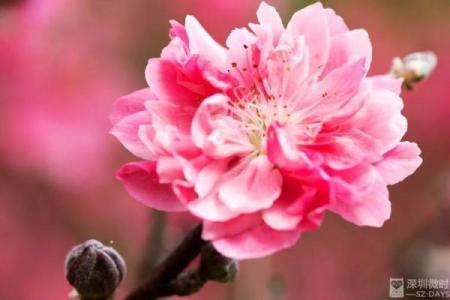 命带红艳桃花的人适合哪些行业？解读桃花运背后的职场潜力