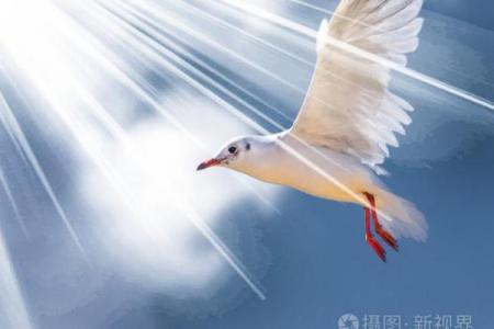 命命鸟：绝望的爱与飞翔的选择