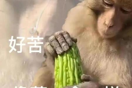 马楼的命也是命：从网络梗看生活的无奈与幽默