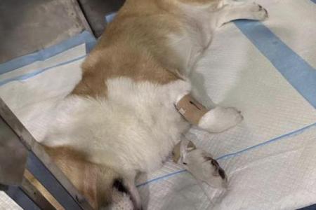猫狗的生命意义：我们如何理解它们的命运与陪伴