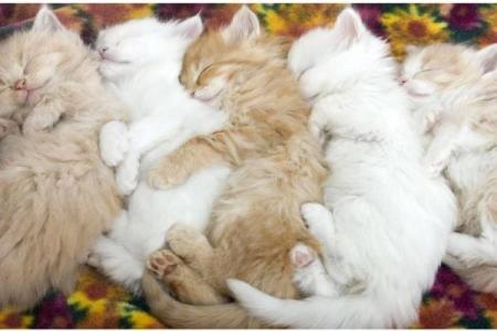 猫咪的七条命：探讨猫咪背后的神秘寓意与文化意义