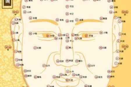 美人尖的男命解析：揭秘你人生的独特路径与运势