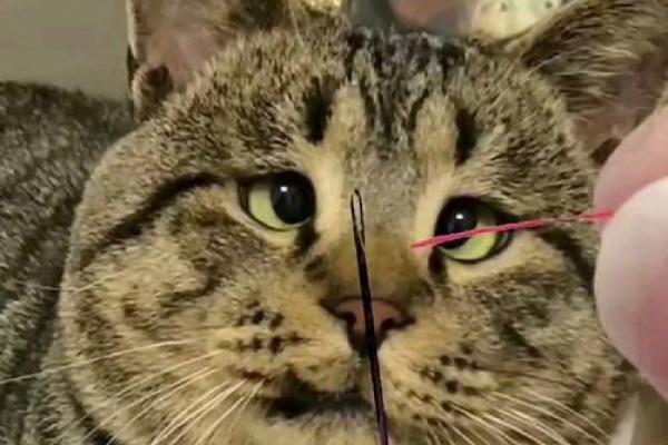揭秘“猫有九条命”传说背后的神秘猫种! 揭秘“猫有九条命”传说背后的神秘猫种!