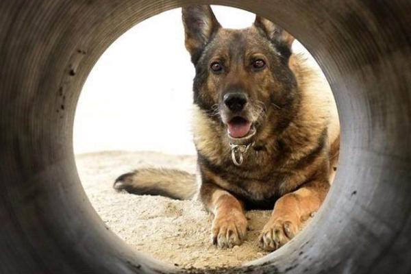 超越忠诚:军犬为何能救主人一命的感人故事 超越忠诚:军犬为何能救主人一命的感人故事