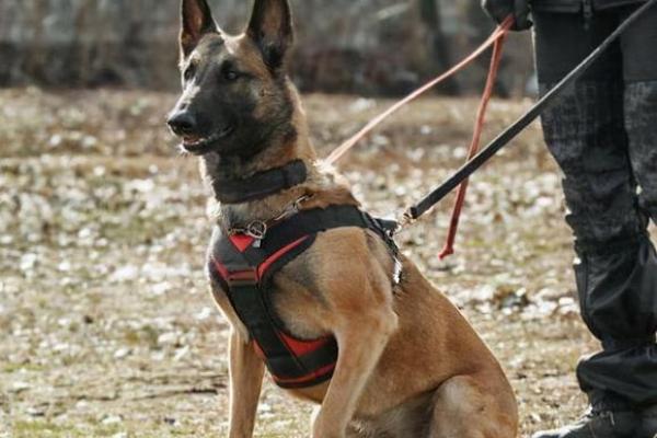 超越忠诚:军犬为何能救主人一命的感人故事 超越忠诚:军犬为何能救主人一命的感人故事