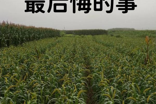 探寻“命带踢人”的深意:生活中的命运与选择 探寻“命带踢人”的深意:生活中的命运与选择