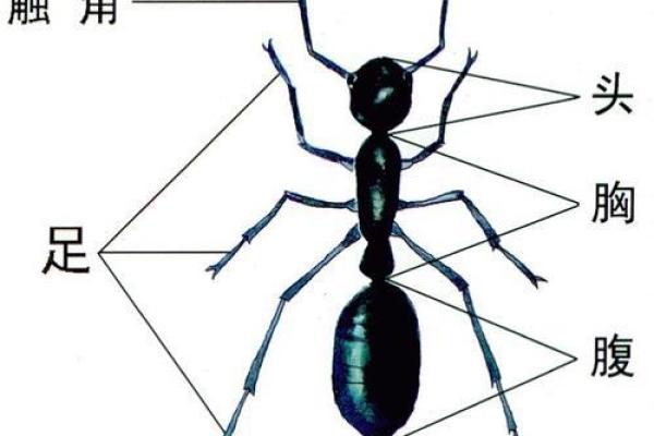 六一年的生肖与命运:揭示属牛人生活的秘密与魅力 六一年的生肖与命运:揭示属牛人生活的秘密与魅力